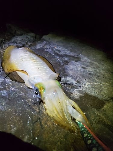 アオリイカの釣果
