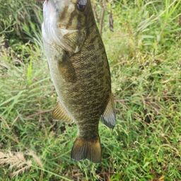 スモールマウスバス