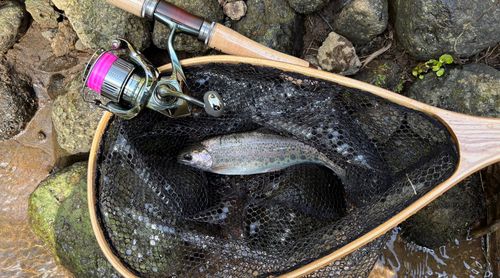ニジマスの釣果