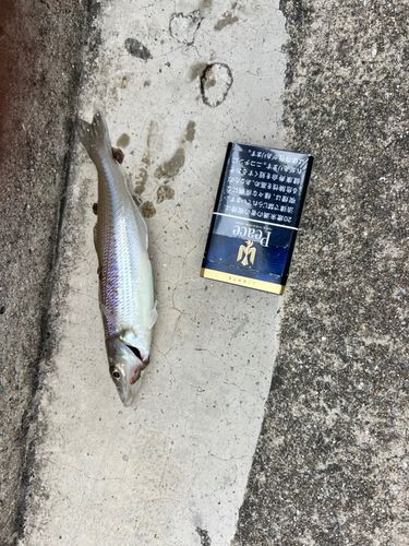 キスの釣果