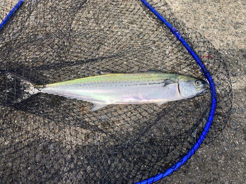 サゴシの釣果