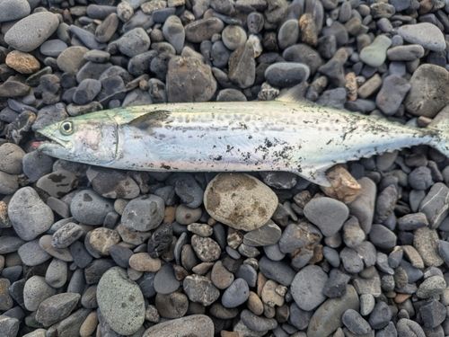 サゴシの釣果
