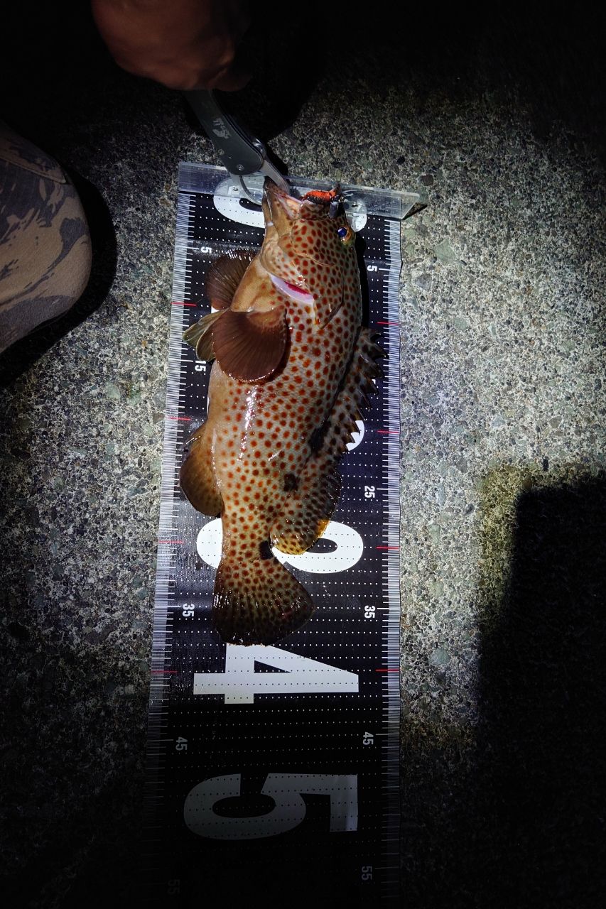 SHIMANO 21スコーピオン MD 301XG LEFTの最安値・インプレ・釣果