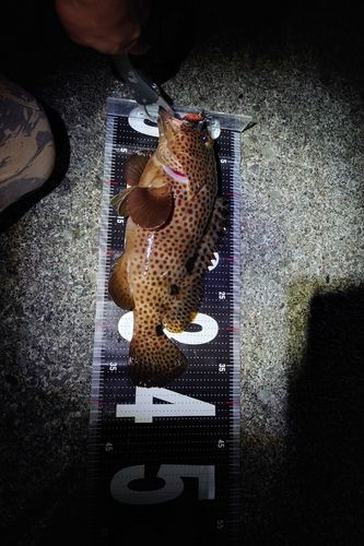 ノミノクチの釣果