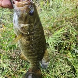 スモールマウスバス