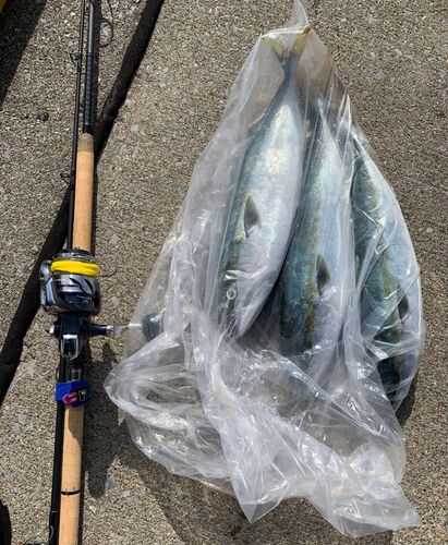 イナダの釣果
