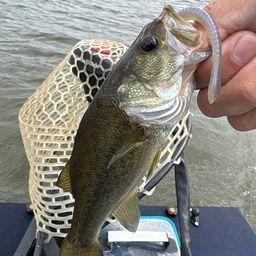 ラージマウスバス