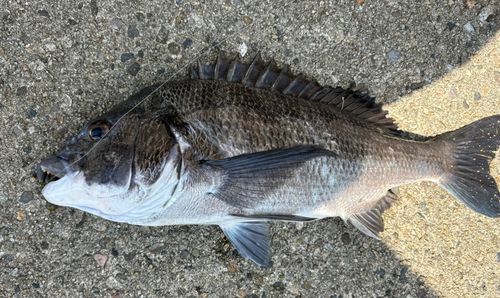 チヌの釣果