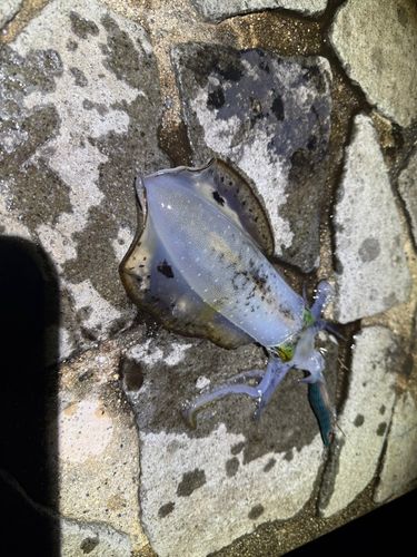 狩留家海浜公園
