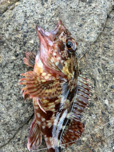 カサゴの釣果