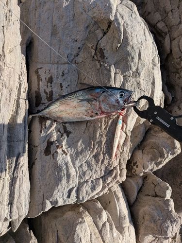スマガツオの釣果