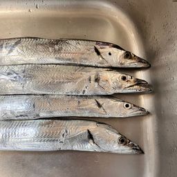 タチウオ