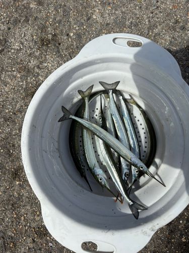 サヨリの釣果