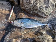 スマガツオの釣果