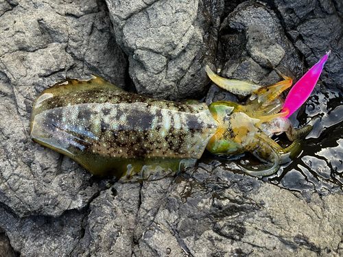 アオリイカの釣果