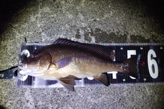 コロダイの釣果