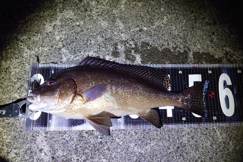 コロダイの釣果