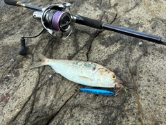コノシロの釣果