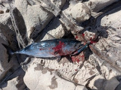 スマガツオの釣果