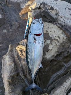 スマガツオの釣果