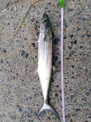 サゴシの釣果