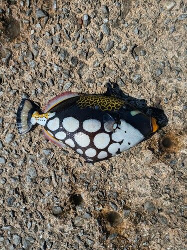モンガラカワハギの釣果