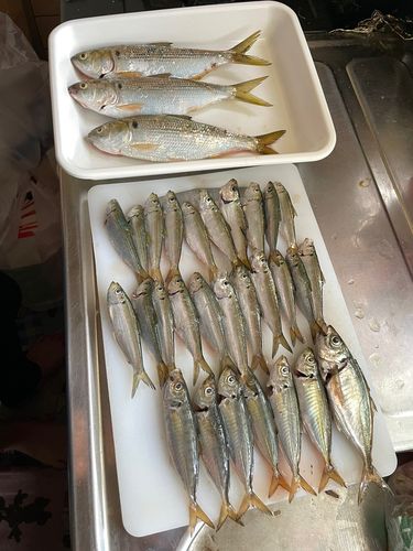 アジの釣果