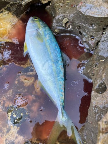 コゾクラの釣果