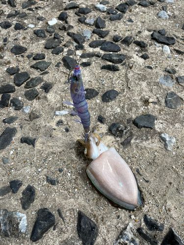 モンゴウイカの釣果