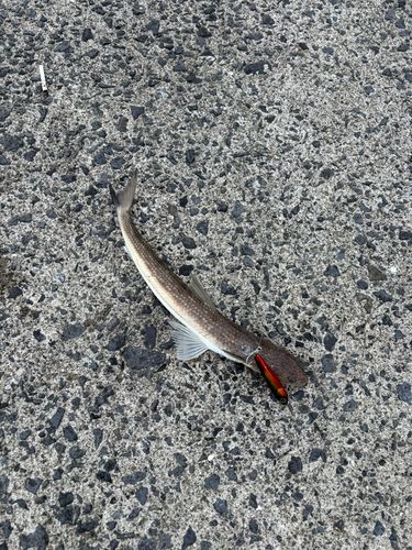 エソの釣果