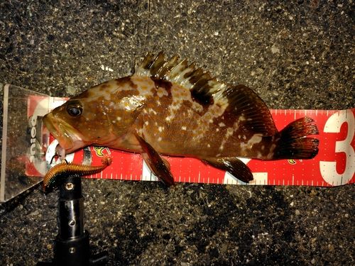 アコウの釣果