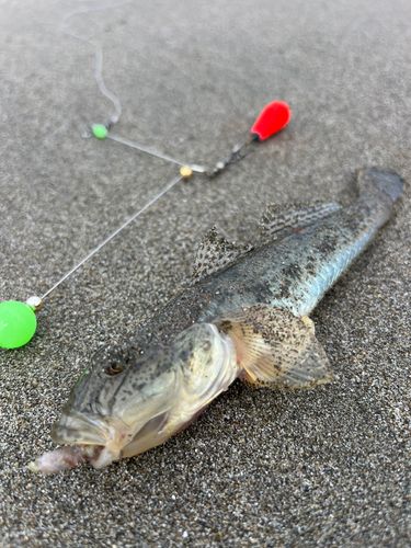白子海岸