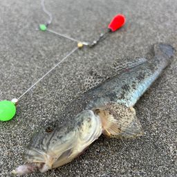 ハゼ