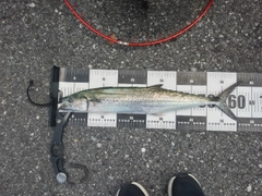 サゴシの釣果