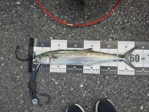 サゴシの釣果