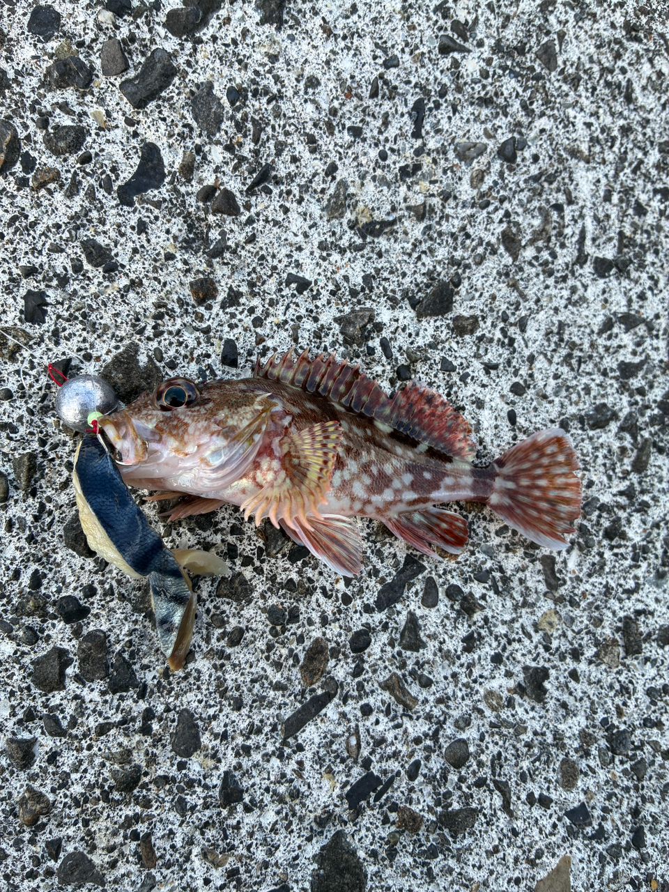 カサゴ