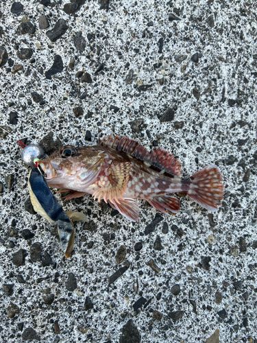 カサゴの釣果