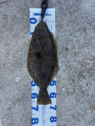 ヒラメの釣果
