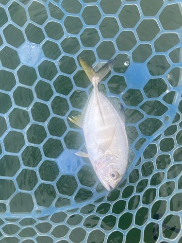 メッキの釣果