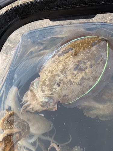 コウイカの釣果
