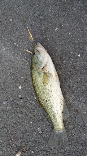 ラージマウスバスの釣果