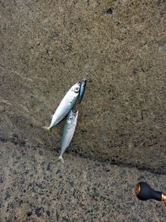 サバの釣果
