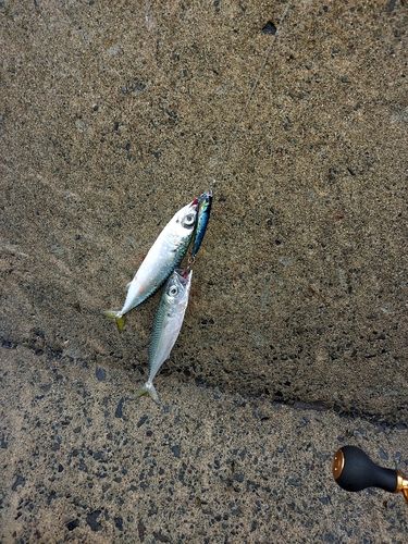 鰺ヶ沢漁港