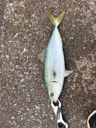フクラギの釣果