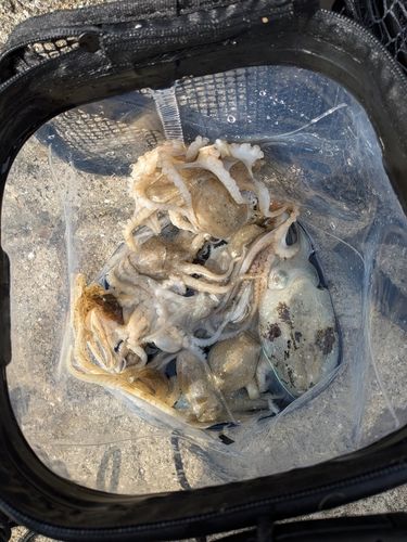 イイダコの釣果