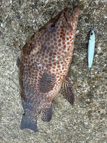 オオモンハタの釣果