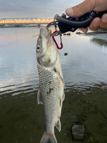 ニゴイの釣果