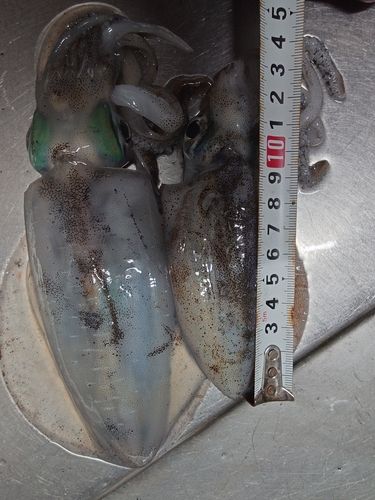 アオリイカの釣果
