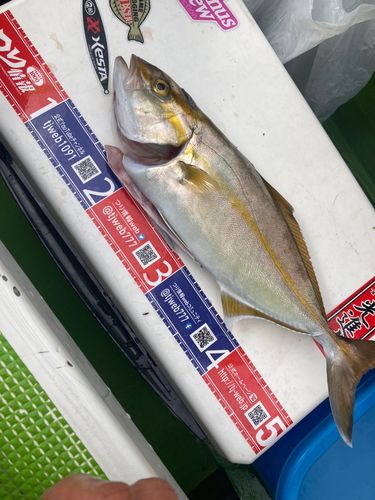 ショゴの釣果