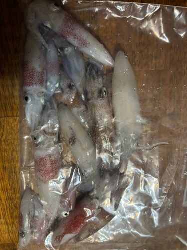 マメイカの釣果